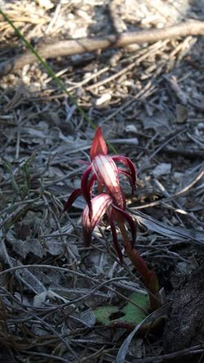 Pyrorchis  - Red beaked orchid-DSCF5463.JPG